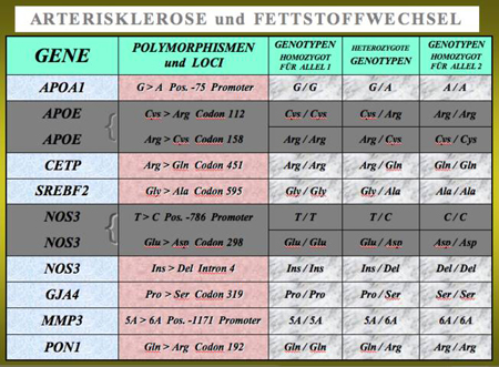 Die individuelle genetische Anlage zur Ausprägung von Risikofaktoren für das Auftreten von Herz-Kreislauferkrankungen