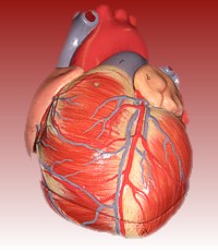 Herzmodell für Kardiologie und innere Medizin